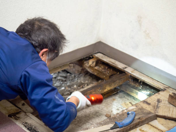 Best Attic Mold Removal  in Mendota Heights, MN