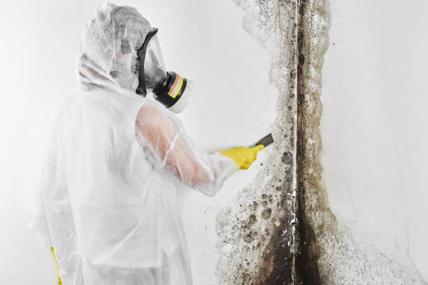 Best Black Mold Removal  in Mendota Heights, MN