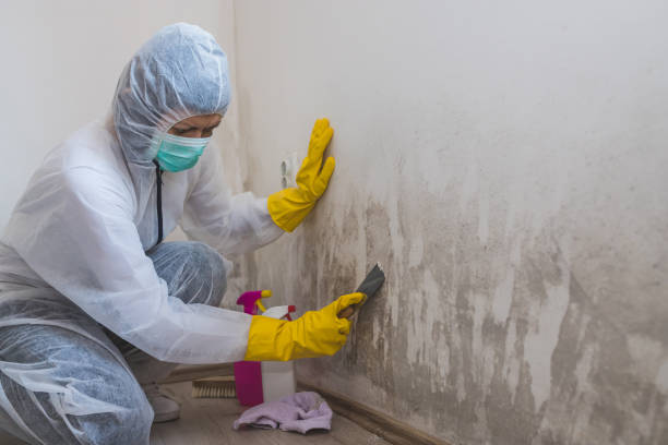 Best Mold Remediation Experts  in Mendota Heights, MN