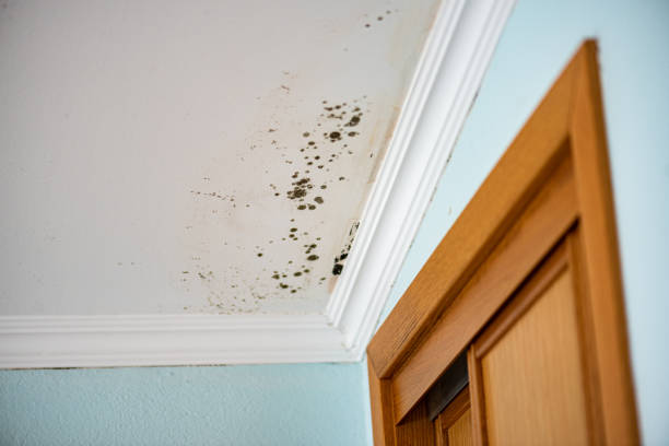 Best Emergency Mold Removal  in Mendota Heights, MN