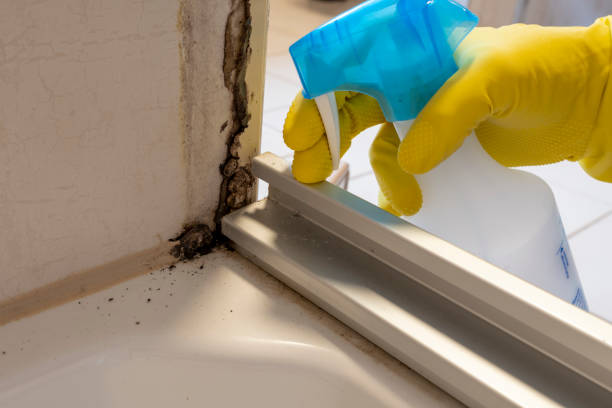Professional Mold Removal in Mendota Heights, MN