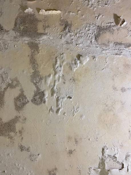 Mold Testing and Removal in Mendota Heights, MN