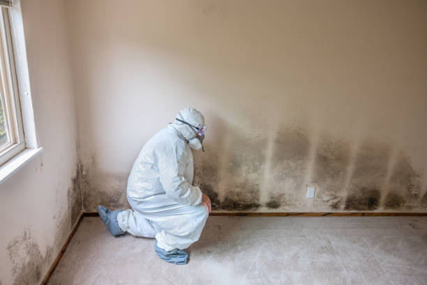 Best Toxic Mold Removal  in Mendota Heights, MN
